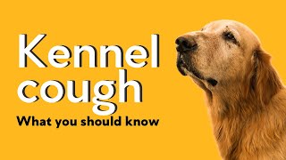 How We Managed and Contained a Kennel Cough Outbreak [upl. by Teews]