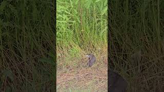 Whitebreasted waterhen Birds 3 [upl. by Darooge128]