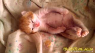 Lustige Videos  Lustige Katzen  Katze videos zum totlachen 17 [upl. by Onileva]