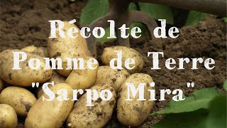 Récolte de Pomme de Terre sous Foin 🥔 36 Sarpo Mira [upl. by Blockus]