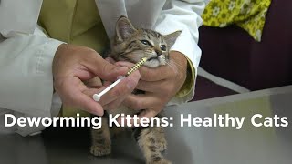 Deworming Kittens How to have a Healthy Cat [upl. by Durante]