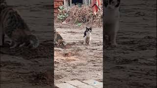 two cute cats potty kr rahee hain  dehati cats houseDehatiAtmosphere [upl. by Nohsreg]