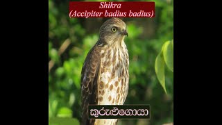 Shikra  Accipiter Badius Badius  කුරුළුගොයා  Kurulugoya [upl. by Kinnon980]