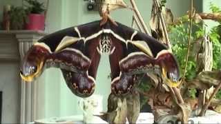 Rearing the Edwards Atlas Moth [upl. by Belmonte]