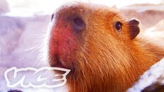 カピバラ温泉  Capybara Onsen [upl. by Yasdnil]