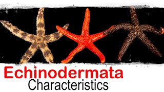 Echinodermata phylum general characteristics  UPSC optional zoology [upl. by Egbert]