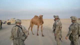 Camel vs Soldiers [upl. by Concordia532]