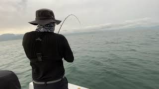 Fishing Puerto Vallarta Viking Charters July 18 2020 [upl. by Eleirbag]