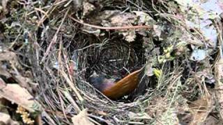 Trying to Keep A Baby Wren Alive [upl. by Anitsyrhc]