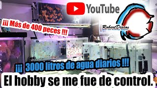 ¡¡¡Esto se fue de control Más de 400 crías de peces discos  Les comparto mi experiencia [upl. by Franek]