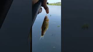 small karimeen fishing in vembanadu kayal [upl. by Sale]