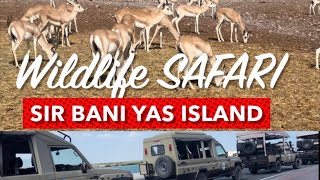 Sir Bani Yas Island wildlife Safari  Natural Island [upl. by Rybma]