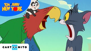 Psoty w Nowym Jorku  Tom i Jerry  Cartoonito [upl. by Hugibert345]