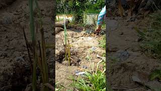 Lemongrass plant for next year Eid serai viralvideo viralreels youtubeshorts fyp abcd [upl. by Nairahcaz304]