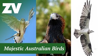 Healesville Sanctuary Spirits of the Sky  Majestic Australian Birds [upl. by Nohsram616]