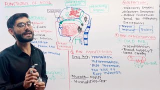 Nasal Physiology Functions of Nose❤️😊 [upl. by Anaugal553]