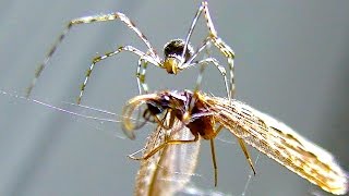 Amazing Killer Spider Vs Big Winged Bug Nature Study [upl. by Anuahsat]