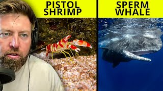 Wildlife Biologist Reacts to 10 Loudest Animals Alive [upl. by Pandich41]