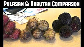 Pulasan Red amp Yellow Rambutan Comparison  Weird Fruit Explorer Ep 39 [upl. by Jolee]