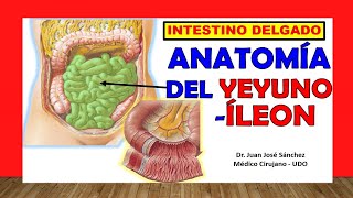 🥇 Anatomía del YEYUNOÍLEON Intestino Delgado ¡Explicación Sencilla [upl. by Skantze]