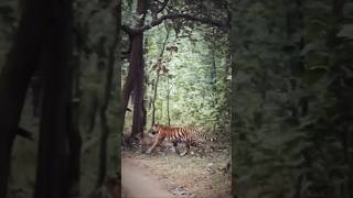 jugnu tigress rukhad pench national park [upl. by Reprah]