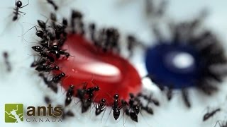 Time Lapse  Ants Drinking Honey [upl. by Nameerf726]