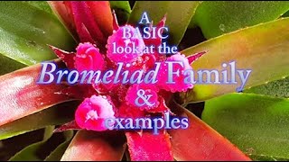 A basic Look at the Bromeliad Family with examples [upl. by Neelon]