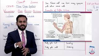 Class 8  Science  Chapter 8  Lecture 2 Voluntary and Reflex actions  Allied Schools [upl. by Hennessey]