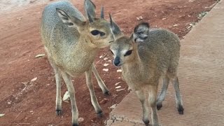 Okutala  Meet Rocky the Klipspringer [upl. by Floyd]