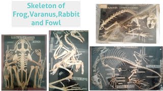 Skeleton of FrogVaranusRabbit and Fowl  Slides  Msc Bsc Practical Study material [upl. by Rizas]