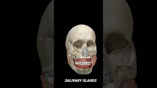 SALIVARY GLANDS 3D ANIMATION SCIENCE HEALTH [upl. by Enyalb985]