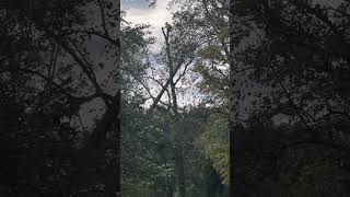 Tree man chopping down 100’ tree after Hurricane Helene [upl. by Nitsruk]