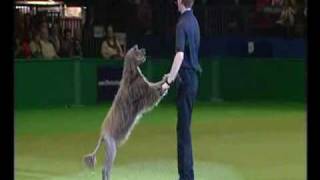 Canine freestyle training display part 2 with Richard Curtis at Crufts 2009 [upl. by Enyal690]