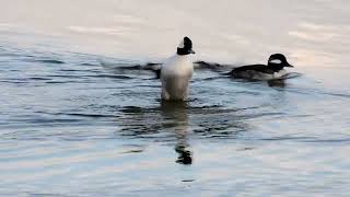 Buffleheads [upl. by Earal]