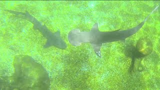 EXTINCT ATTRACTION Typhoon Lagoon Shark Reef Snorkel Walt Disney World Florida [upl. by Pulchia]