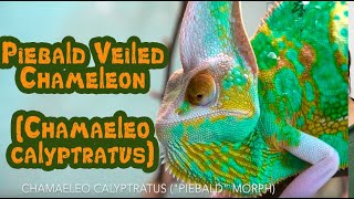 Piebald Veiled Chameleon Chamaeleo calyptratus [upl. by Ayikal]