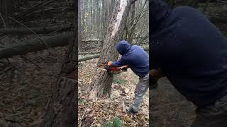 Chainsaw cutting the woods chainsaws hardwaretools viralvideo foryou [upl. by Eimmaj]