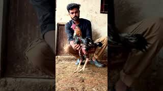 Pakoye home breed of ustad hafiz shakarghar subscriber youtubeshorts youtuber asselsroostersfyp [upl. by Yhtomiht]