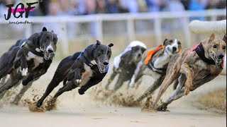 Greyhound dog racing  Track race 480m [upl. by Feune]