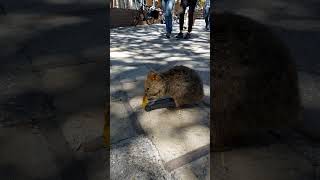 Rottnest Island Quokka rottnestisland quokka wildlife [upl. by Adriell823]