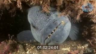 Wolffish Feeding Stock Footage [upl. by Tamar214]