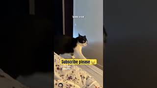 Annoying stalking cat cat comedy funny memes funnycats datechat reddit funnychat fakechat [upl. by Kramer722]