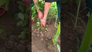 youtubeshorts agriculture viralvideo [upl. by Lecirg]