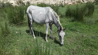 Mule  mules in wild [upl. by Novyar]