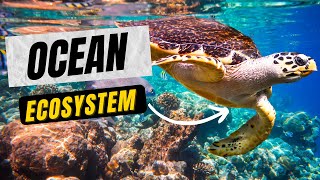 What are some ocean ecosystemsMarine Ecosystems AQUATIC ECOSYSTEMExploring Oceans Teaching Oasis [upl. by Llewsor]