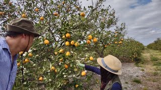 U  PICK Honeybells  Florida beautiful orange orangejuice citrus honeybells farming yt [upl. by Juetta]