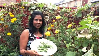 HARVESTING ORGANIC SAIME IN MY GARDEN  COOKING SAIME CURRY WITH EDDOES AND SHRIMP 🍤 [upl. by Lizzie]