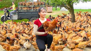 Harvesting Many Chicken By 3Wheeled Vehicle Goes To The Market Sell  Farm Life [upl. by Nelyt]