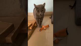 Cat meowing song cat meowed catlover music cute baby [upl. by Neerual]