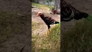 Unique Colour Aseel aseelmurga viralvideo shortsfeed youtubeshorts chicken [upl. by Ard231]